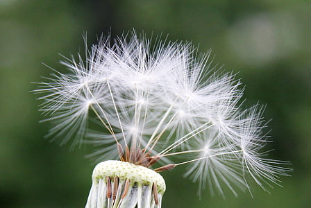 white dandelion flower in close-up photography thumbnail