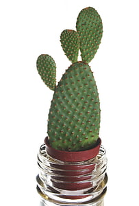 green cactus thumbnail