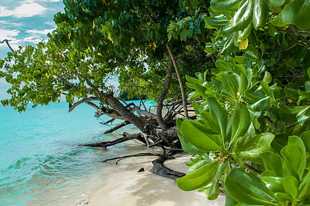 beach ear tall trees thumbnail