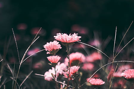 closeup photo of pink petaled flowers thumbnail