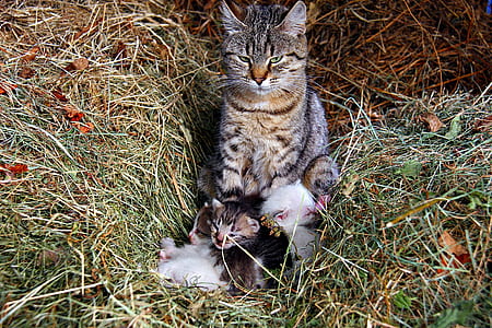 cat and kittens on hay thumbnail