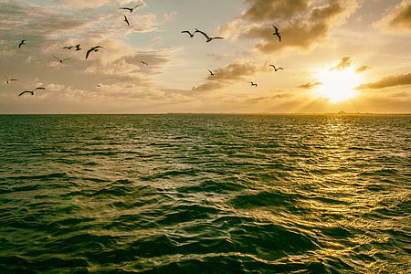 Seagull birds flying in the sky over the ocean at sunset thumbnail