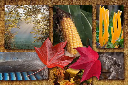yellow corn illustration thumbnail