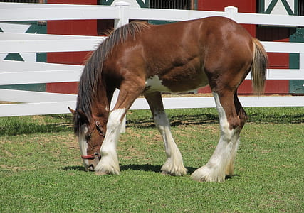 brown horse eating grass thumbnail