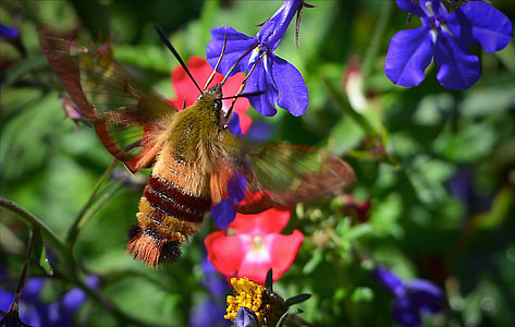 brown moth pollinating on purple petaled flower thumbnail