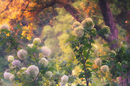 close-up photography of white hydrangeas thumbnail