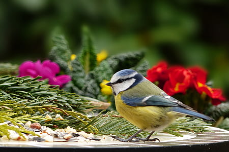 yellow, blue, and white bird perched on table thumbnail