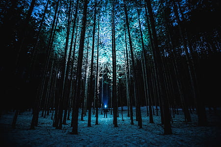 person standing near trees thumbnail