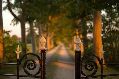 black metal gate near the brown trees thumbnail