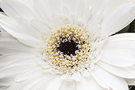 macro photography white daisy flower in bloom thumbnail