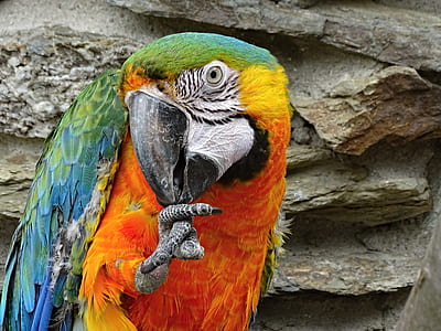 wildlife photography of blue macaw thumbnail