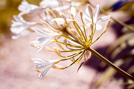 white petaled flowers thumbnail