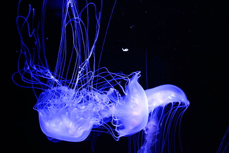 several purple jellyfishes thumbnail