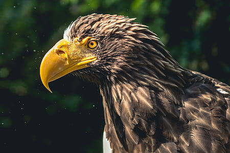 close up photo of yellow beaked black and white eagle thumbnail