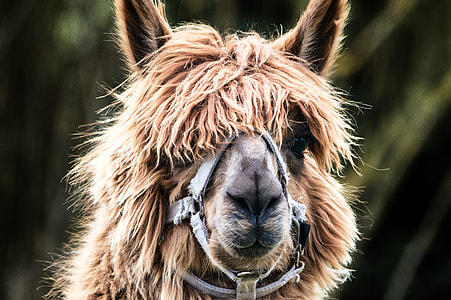 brown llama on focus photo thumbnail