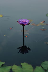 violet flower on body of water thumbnail