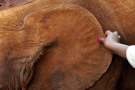 person holding brown animal thumbnail