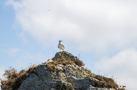 bird on rock under blue sky thumbnail