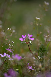 macro shot photography of purple flowers thumbnail