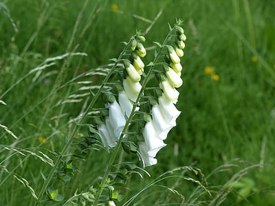 white foxgloves flowers in selective focus photography thumbnail