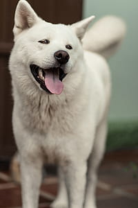 adult white shepherd thumbnail