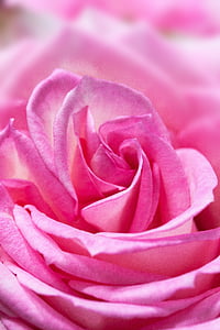 shallow focus photography of pink flower thumbnail