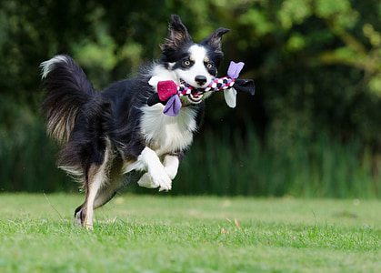 adult black and white long coated dog biting a multicolored bow thumbnail