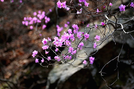 close-up photography of purple cherry blossoms thumbnail