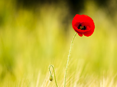 red petaled flower thumbnail