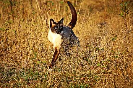 selective focus photo of Siamese cat thumbnail