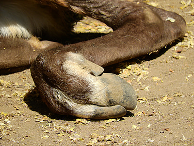 Reindeer Karelian, Reindeer Hoof thumbnail