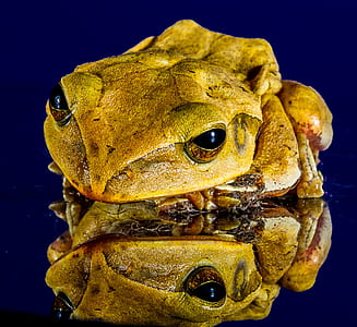 Yellow and Brown Frog thumbnail