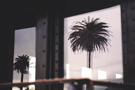 Silhouette Photo of Two Palm Trees thumbnail