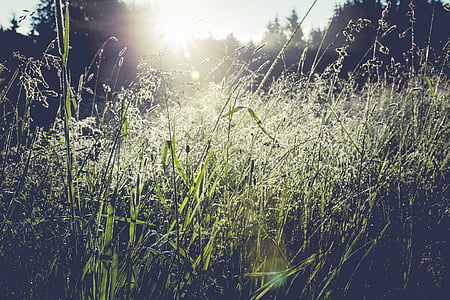 green grass field thumbnail