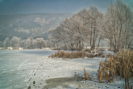 footprints on snowfield near snow covered bare trees during daytime thumbnail