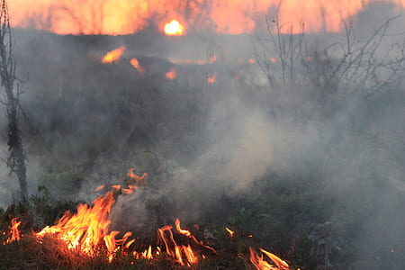 wild fire thumbnail