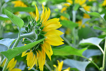 shallow focus photography of sunflowers thumbnail