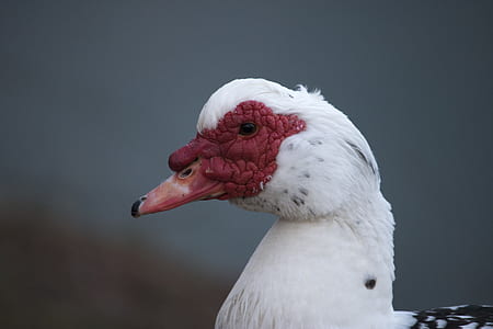 white duck thumbnail