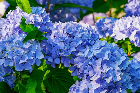 close-up photo of blue petaled flowers thumbnail