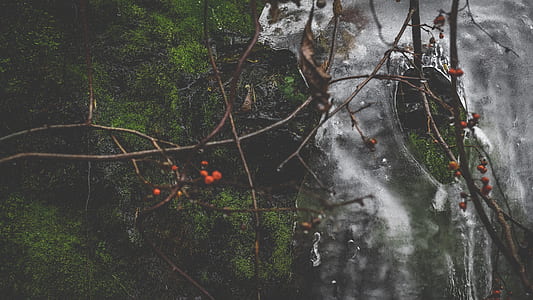 brown tree branches closeup photography thumbnail