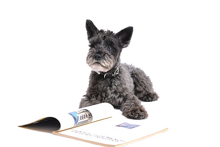 long-coated blue puppy prone lying on floor beside opened book thumbnail