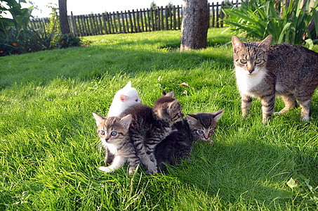 four kittens on green grass near adult cat thumbnail