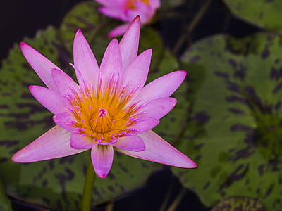 Purple Petaled Flower thumbnail