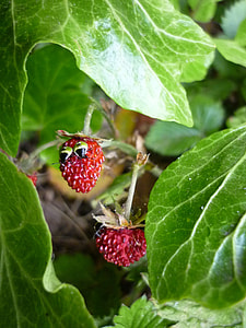 Funny Strawberry, Wood Strawberry thumbnail