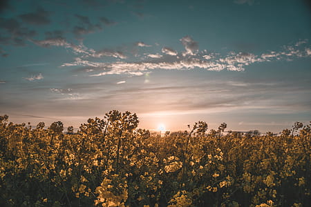 Flower Field Under Sunset thumbnail