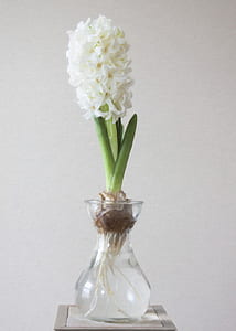Photography of White Flower on Clear Glass Vase thumbnail