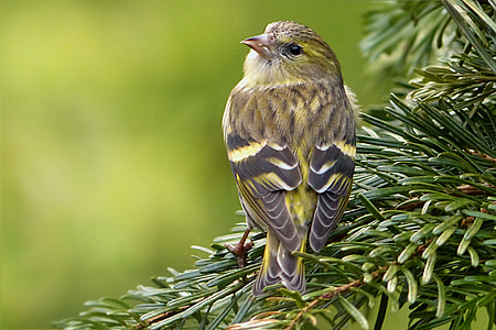 brown and yellow bird on tree branch thumbnail