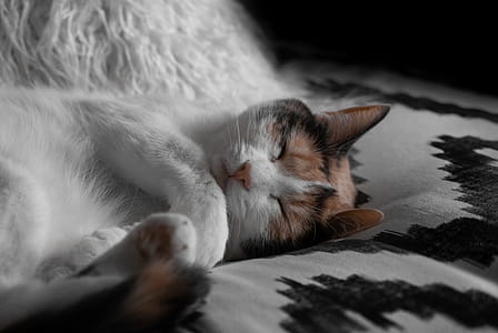Short-furred White and Brown Cat Lying on Gray and Black Sheet thumbnail