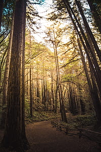 pathway in the forest thumbnail