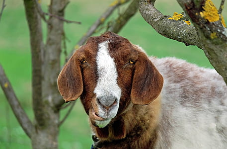 close up photo of goat near tree thumbnail